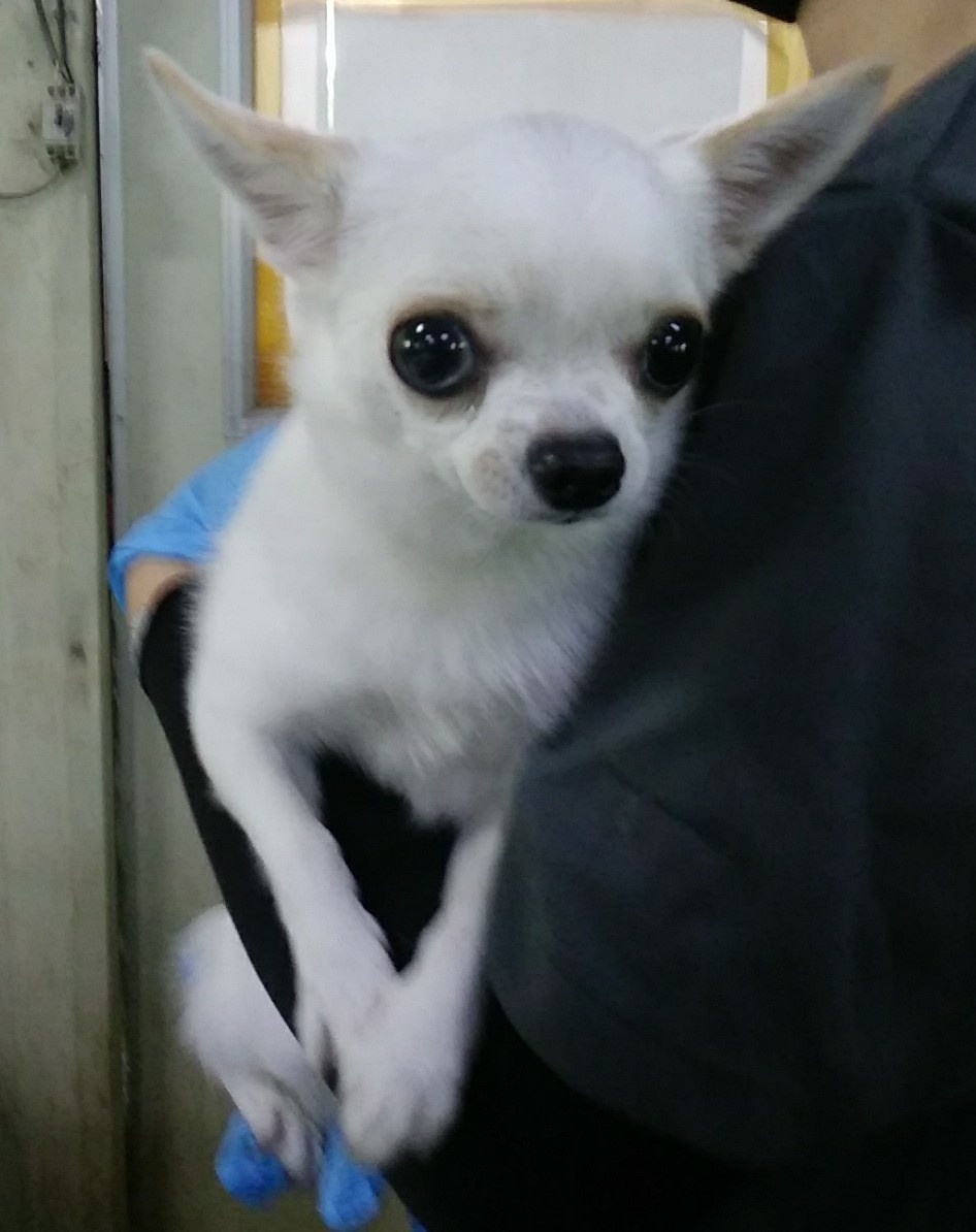 인천광역시수의사회_428353202400572